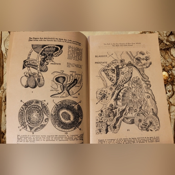 VINTAGE "PICTURE STORIES OF THE SEX LIFE OF MAN AND WOMAN" 1946 SOFTCOVER BOOK - Picture 8 of 8